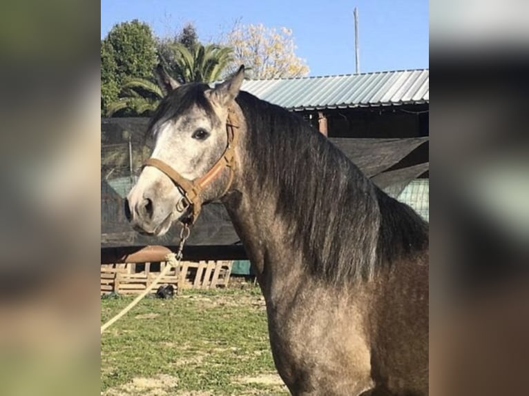 PRE Stallion 7 years 15,2 hh Gray in Estepona