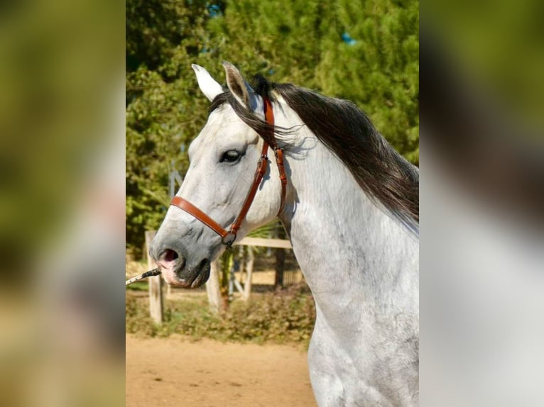 PRE Mix Stallion 7 years 15,2 hh Gray in Adelschlag