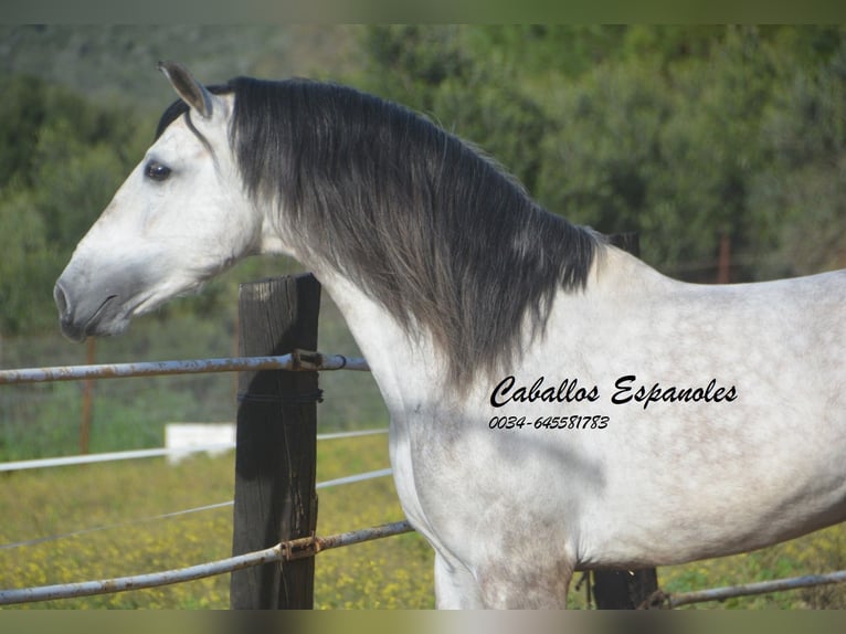 PRE Stallion 7 years 15,2 hh Gray-Dapple in Vejer de la Frontera