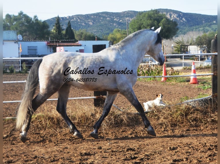 PRE Stallion 7 years 15,2 hh Gray-Dapple in Vejer de la Frontera