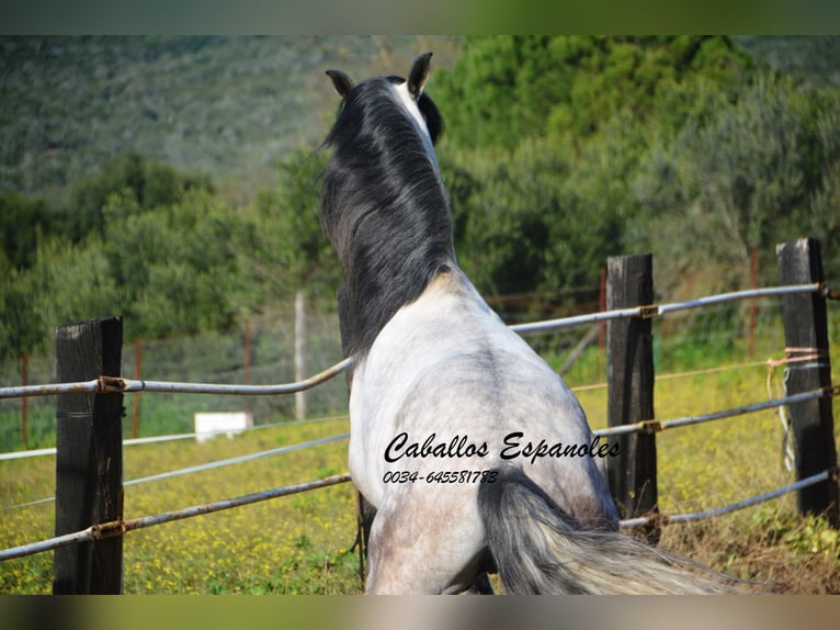 PRE Stallion 7 years 15,2 hh Gray-Dapple in Vejer de la Frontera