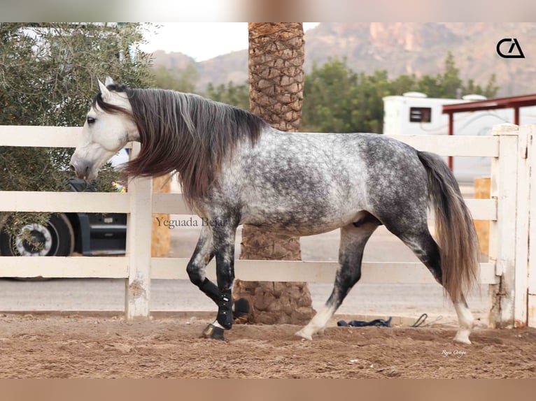 PRE Stallion 7 years 15,2 hh Gray-Dapple in Puerto Lumbreras