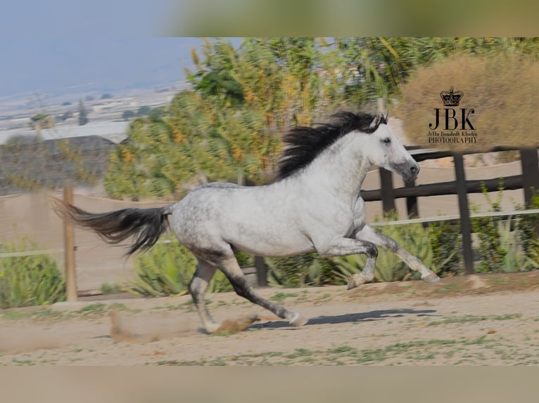 PRE Stallion 7 years 15,2 hh Gray in Tabernas Almeria