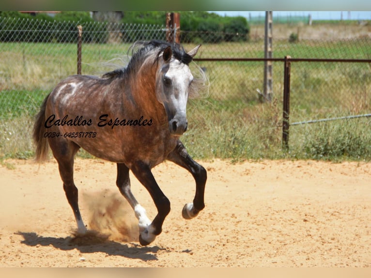 PRE Stallion 7 years 15,2 hh Gray in Vejer de la Frontera