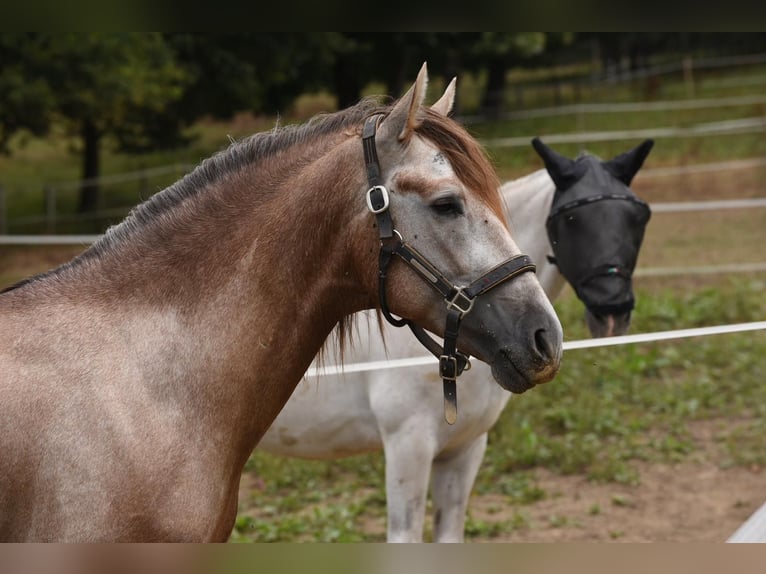 PRE Stallion 7 years 15,2 hh Gray-Red-Tan in SEVILLA