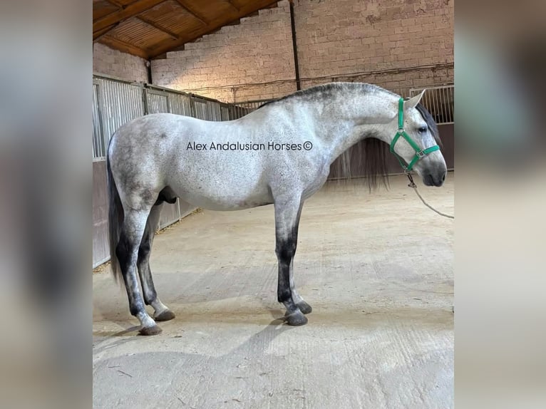 PRE Mix Stallion 7 years 15.2 hh Grey in Sevilla