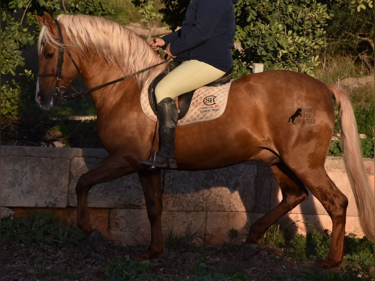 PRE Stallion 7 years 15,2 hh Palomino in Mallorca