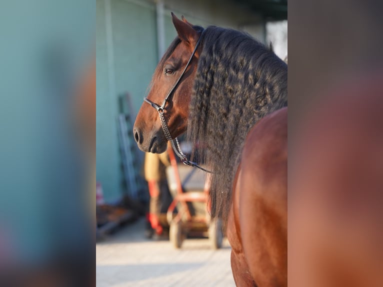 PRE Stallion 7 years 15,3 hh Brown in Krumbach