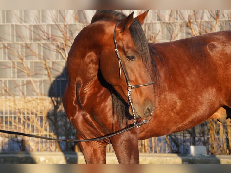 PRE Stallion 7 years 15,3 hh Brown in Krumbach