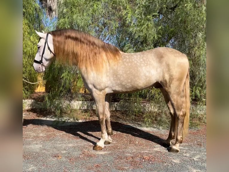 PRE Stallion 7 years 15,3 hh Champagne in Alicante