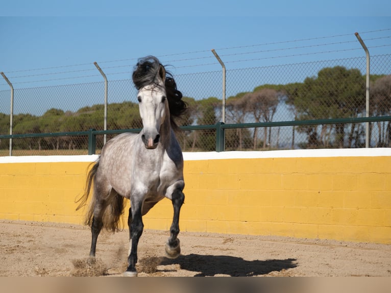 PRE Stallion 7 years 15,3 hh Gray-Dapple in Hamburg