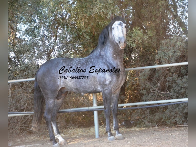 PRE Stallion 7 years 15,3 hh Gray-Dapple in Vejer de la Frontera