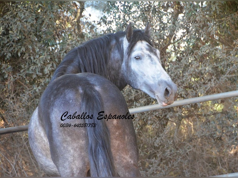 PRE Stallion 7 years 15,3 hh Gray-Dapple in Vejer de la Frontera