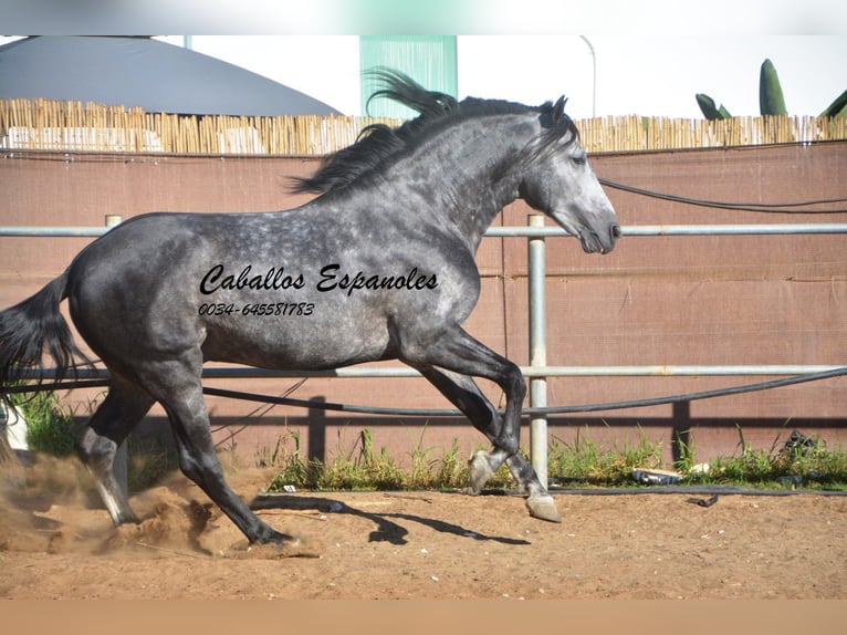 PRE Stallion 7 years 15,3 hh Gray-Dapple in Vejer de la Frontera