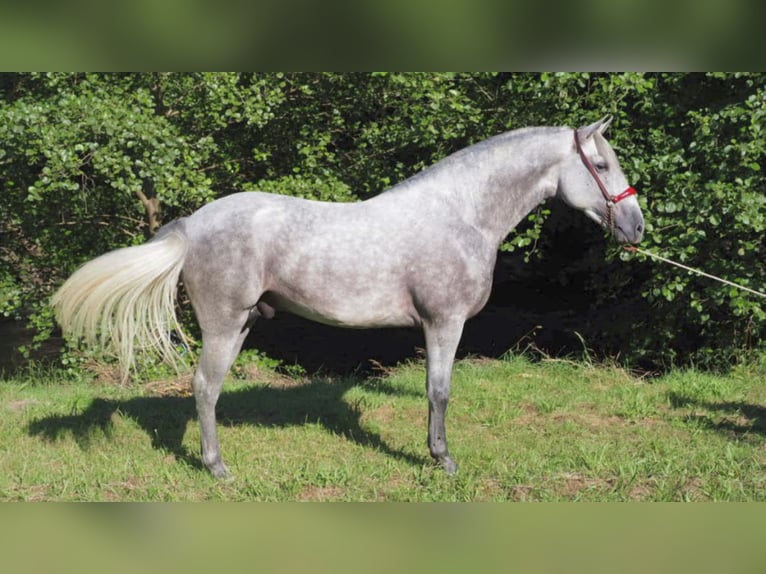 PRE Mix Stallion 7 years 15,3 hh Gray in NAVAS DEL MADRONO