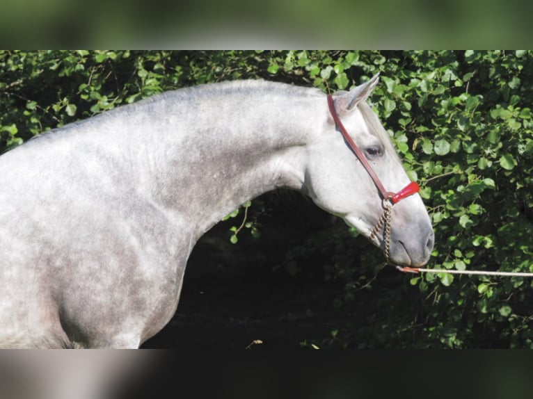 PRE Mix Stallion 7 years 15,3 hh Gray in NAVAS DEL MADRONO