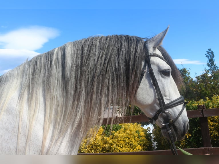 PRE Mix Stallion 7 years 15,3 hh Gray in Pedret i Marza Girona