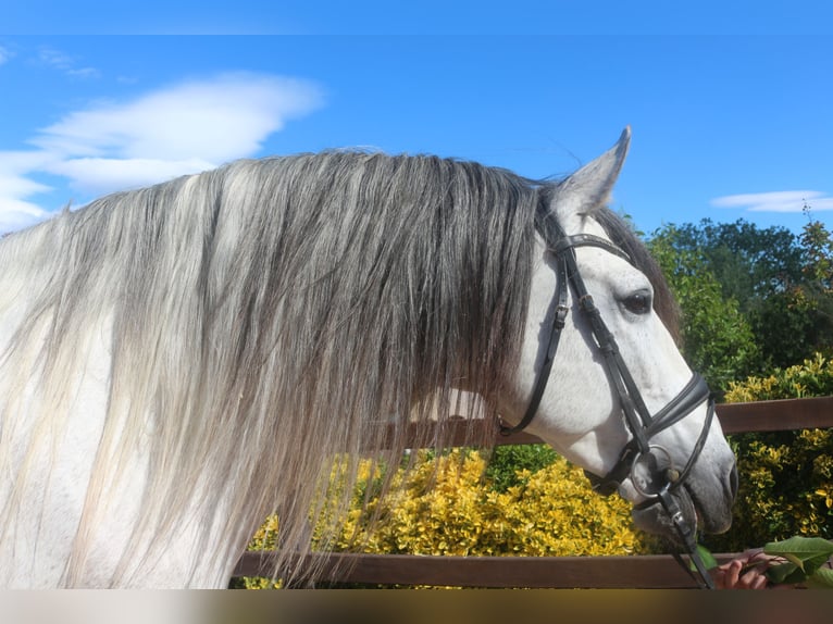 PRE Mix Stallion 7 years 15,3 hh Gray in Pedret i Marza Girona