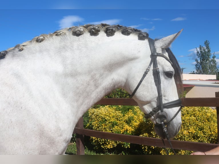 PRE Mix Stallion 7 years 15,3 hh Gray in Pedret i Marza Girona