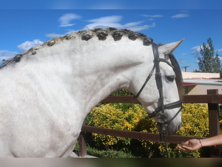 PRE Stallion 7 years 15,3 hh Gray in Barcelona