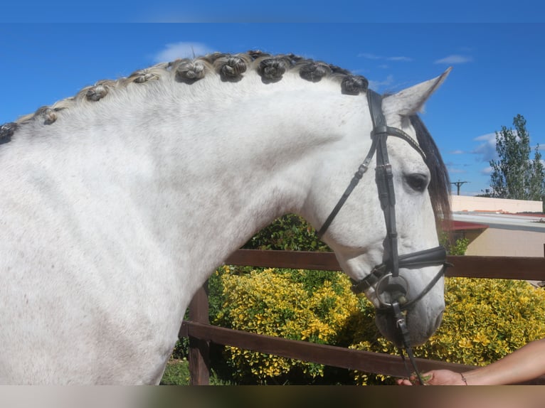 PRE Stallion 7 years 15,3 hh Gray in Pedret i Marzá Cataluña