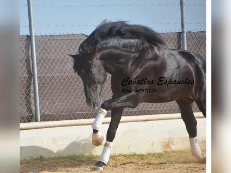 PRE Mix Stallion 7 years 15,2 hh Black in Vejer de la Frontera