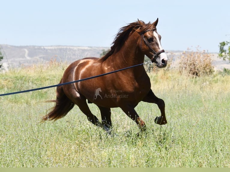 PRE Stallion 7 years 15,2 hh Chestnut-Red in Provinz Granada