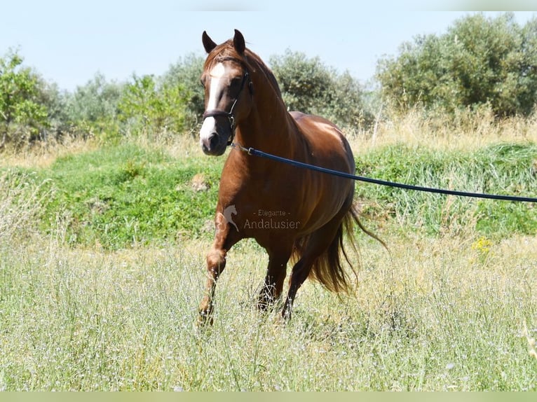 PRE Stallion 7 years 15,2 hh Chestnut-Red in Provinz Granada