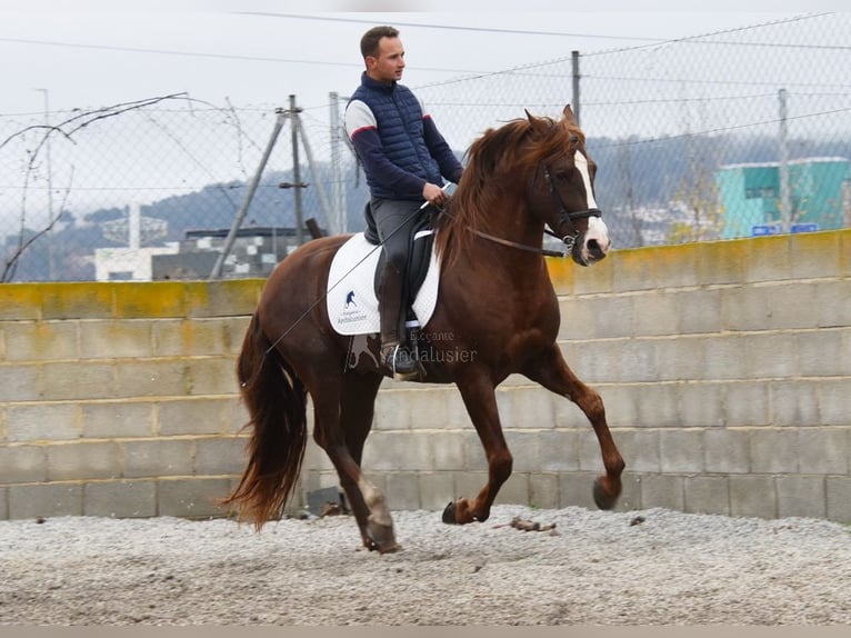 PRE Stallion 7 years 15,2 hh Chestnut-Red in Provinz Granada