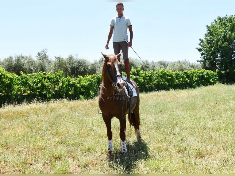 PRE Stallion 7 years 15,2 hh Chestnut-Red in Provinz Granada