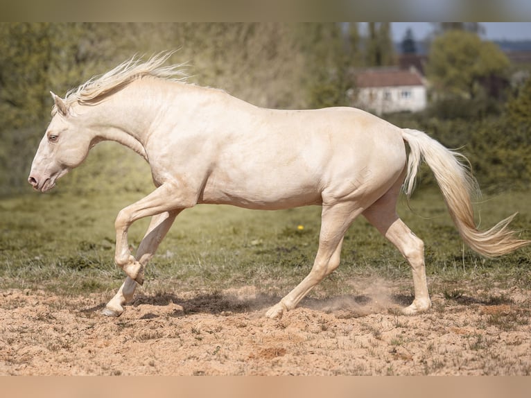 PRE Stallion 7 years 15,2 hh Cremello in Courtomer