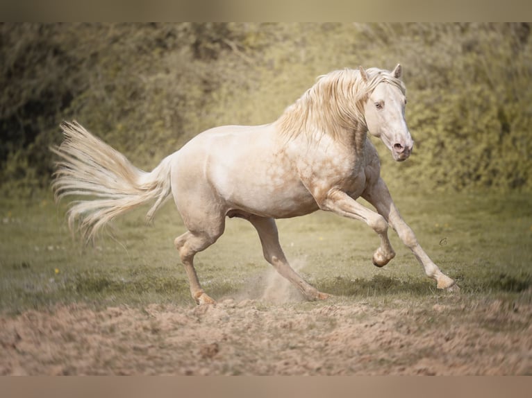 PRE Stallion 7 years 15,2 hh Cremello in Courtomer