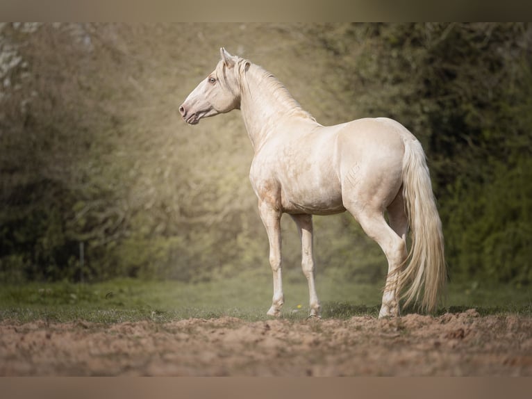 PRE Stallion 7 years 15,2 hh Cremello in Courtomer