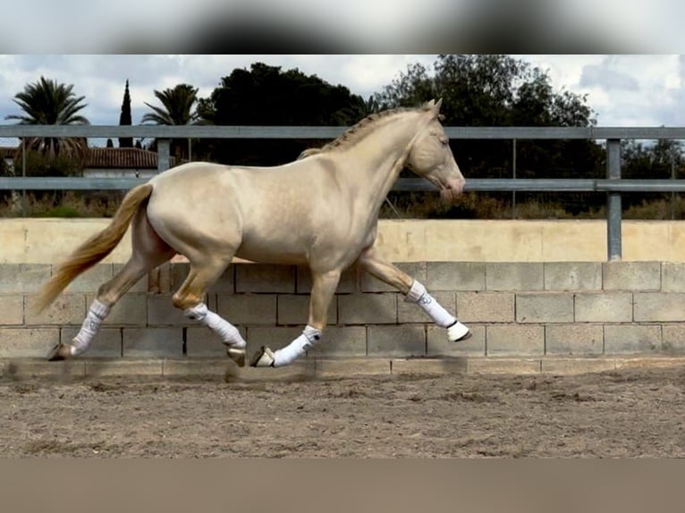 PRE Mix Stallion 7 years 15,2 hh Cremello in Martfeld