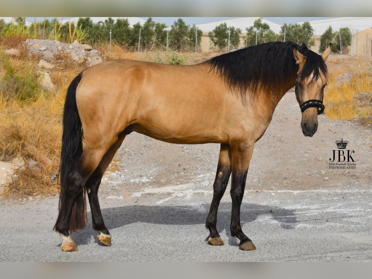 PRE Stallion 7 years 15,2 hh Dun in Tabernas Almeria