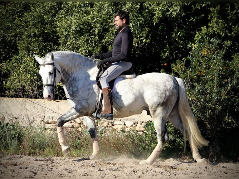 PRE Mix Stallion 7 years 15,2 hh Grey-Dapple in Valencia