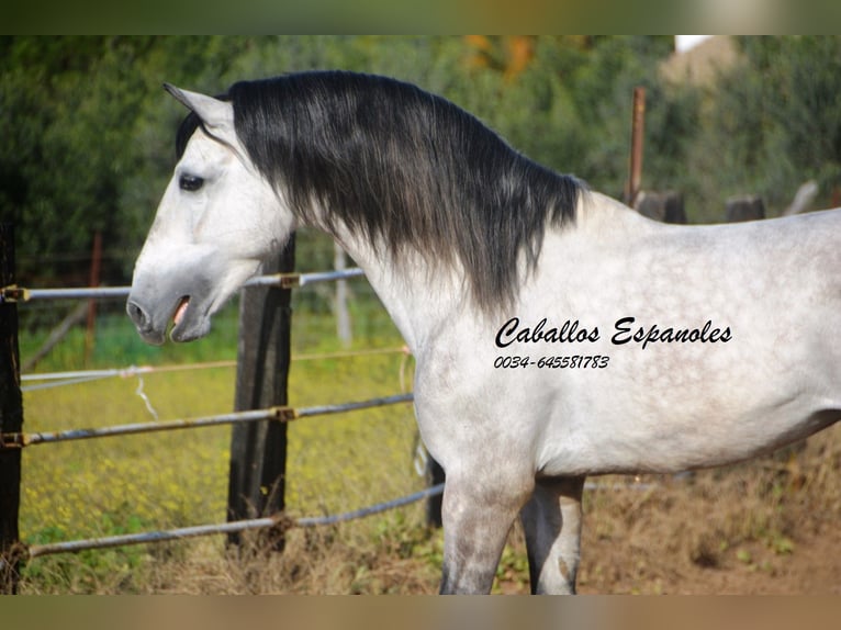 PRE Stallion 7 years 15,2 hh Grey-Dapple in Vejer de la Frontera