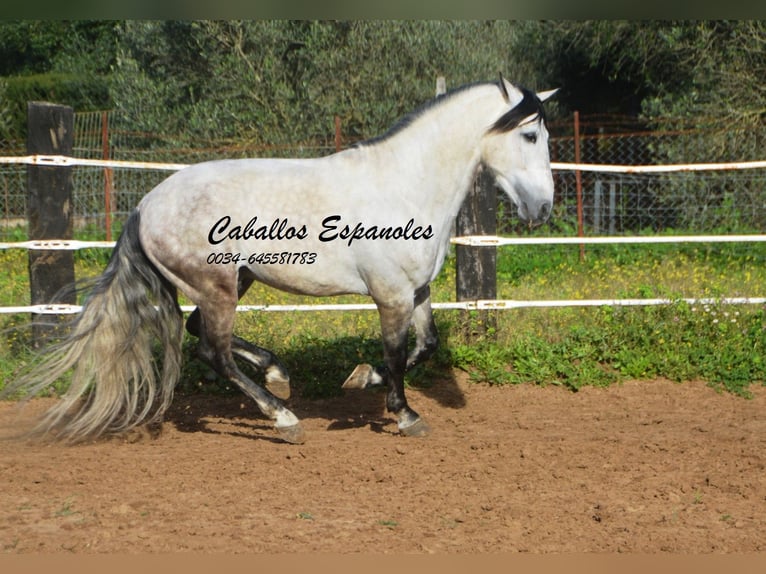 PRE Stallion 7 years 15,2 hh Grey-Dapple in Vejer de la Frontera