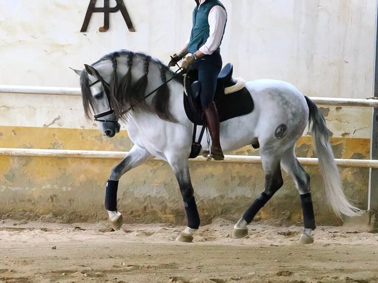 PRE Mix Stallion 7 years 15,2 hh Grey in Navas Del Madroño