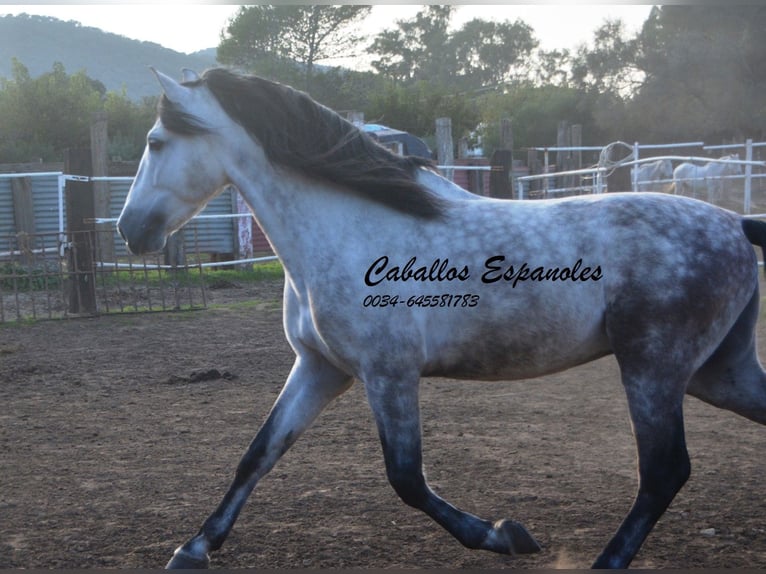 PRE Stallion 7 years 15,2 hh Grey in Vejer de la Frontera