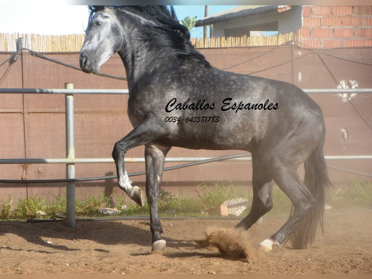 PRE Stallion 7 years 15,3 hh Grey-Dapple in Vejer de la Frontera