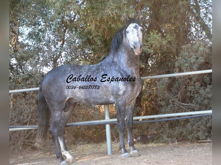 PRE Stallion 7 years 15,3 hh Grey-Dapple in Vejer de la Frontera