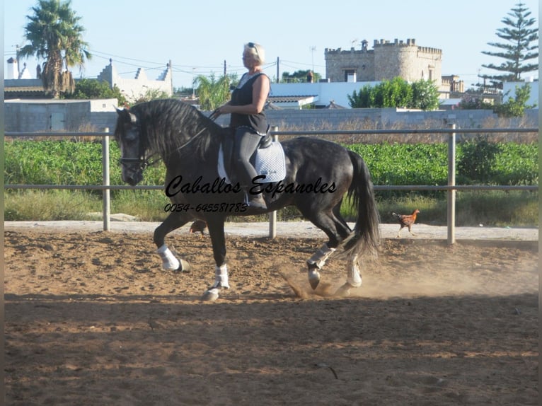 PRE Stallion 7 years 15,3 hh Grey-Dapple in Vejer de la Frontera