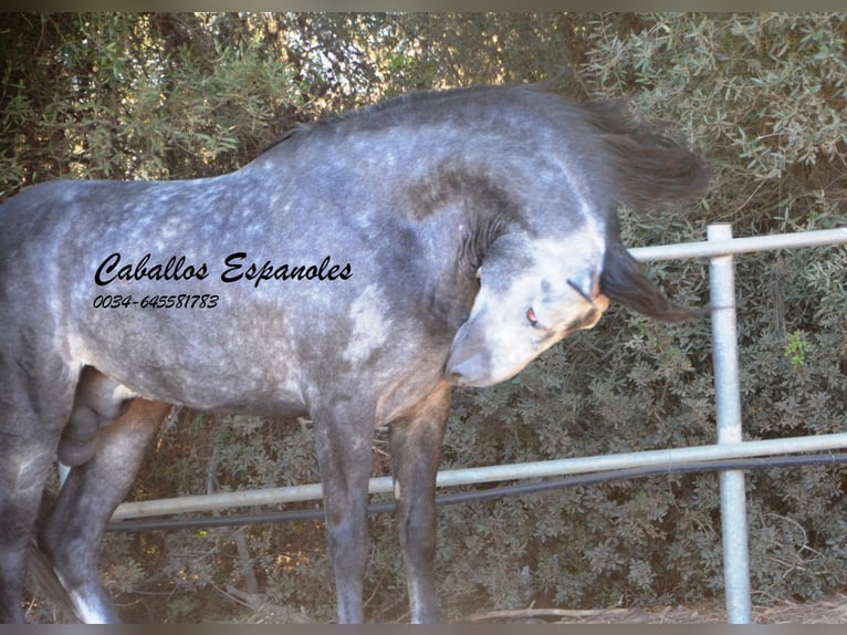 PRE Stallion 7 years 15,3 hh Grey-Dapple in Vejer de la Frontera