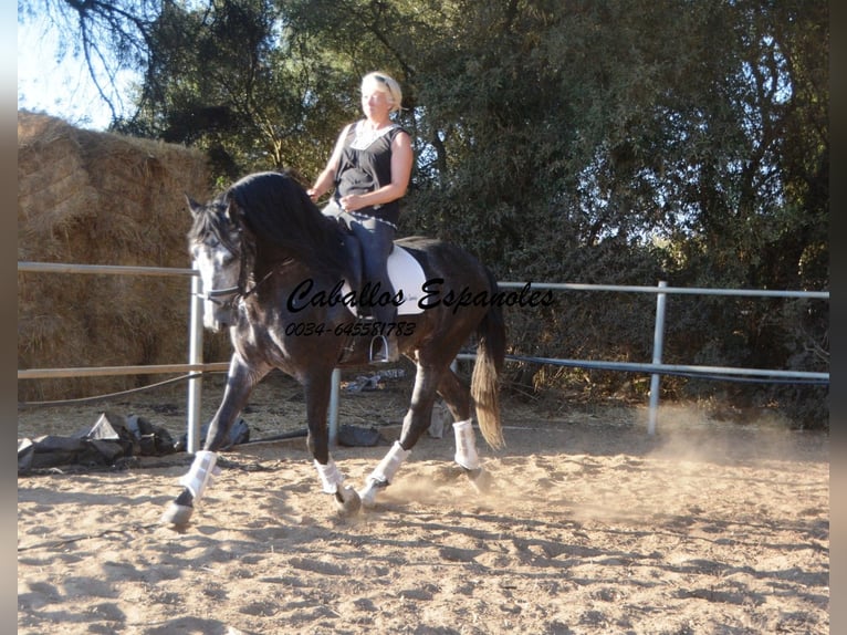 PRE Stallion 7 years 15,3 hh Grey-Dapple in Vejer de la Frontera