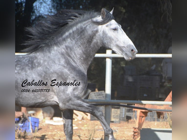 PRE Stallion 7 years 15,3 hh Grey-Dapple in Vejer de la Frontera