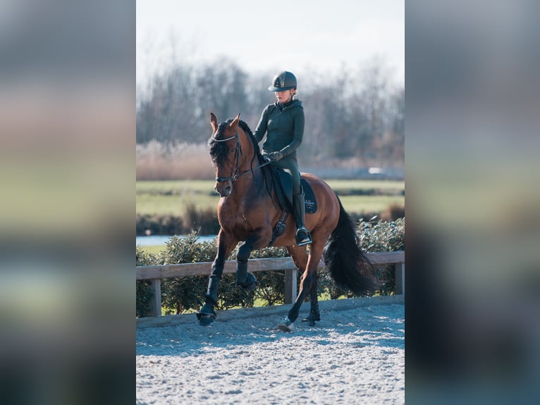 PRE Mix Stallion 7 years 16,1 hh Bay-Dark in Vinkeveen