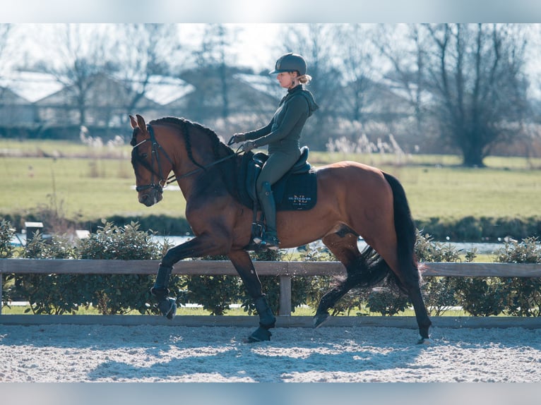 PRE Mix Stallion 7 years 16,1 hh Bay-Dark in Vinkeveen