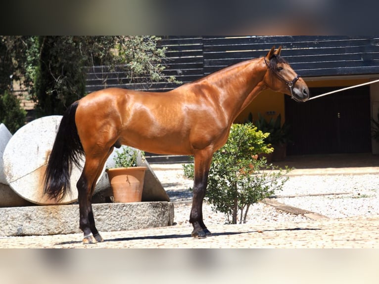 PRE Mix Stallion 7 years 16,1 hh Bay in NAVAS DEL MADRONO