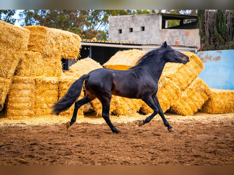 PRE Mix Stallion 7 years 16,1 hh Black in Valencia